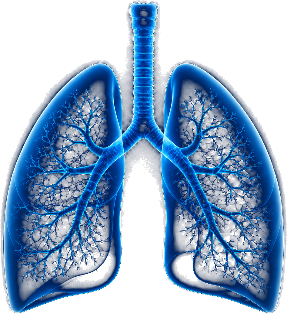 High-resolution glowing human lungs